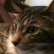 Illustration for article titled Does My Cat Look Fucked Up to You?